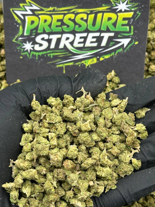 #SM479 - Stone Timber SM (Indica Hybrid)