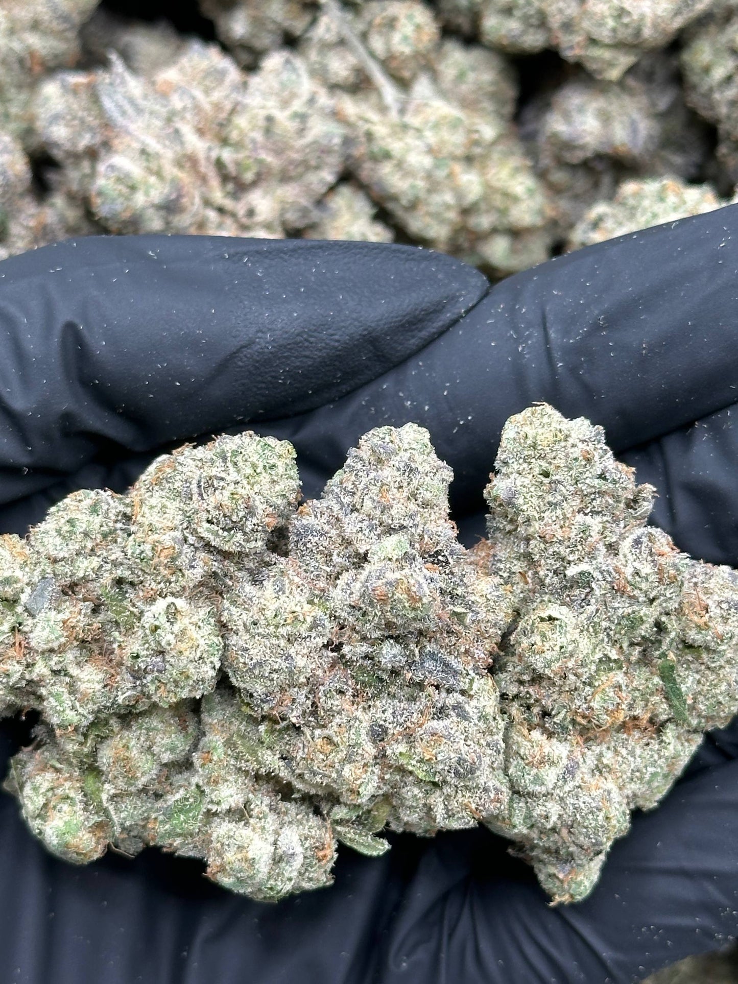#YKL813 - Diesel Storm (Hybrid)