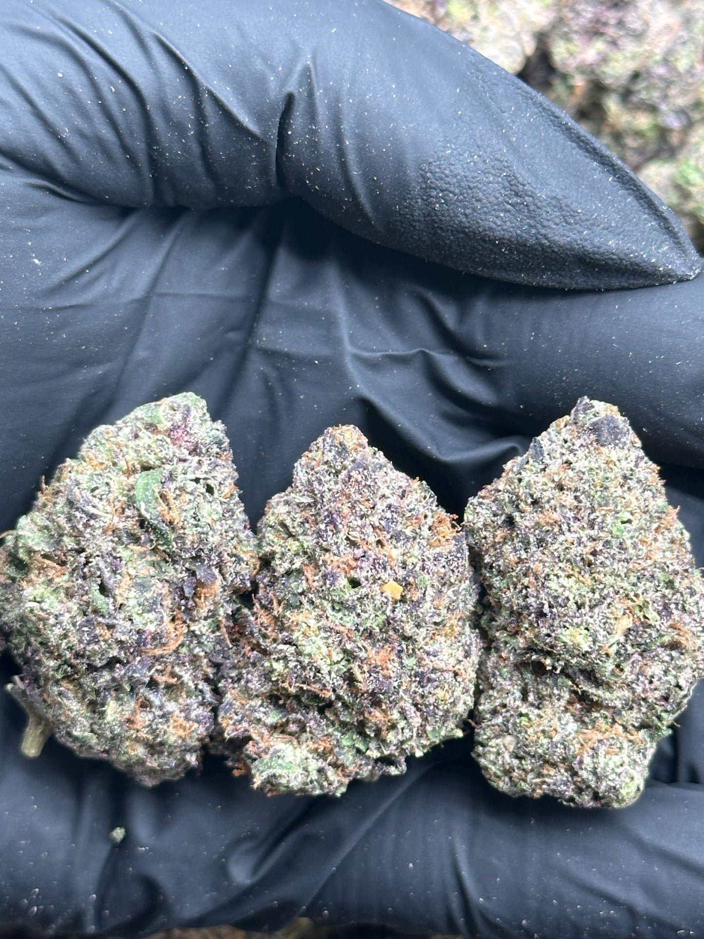 #EX615 - Vanilla Frost (Hybrid)
