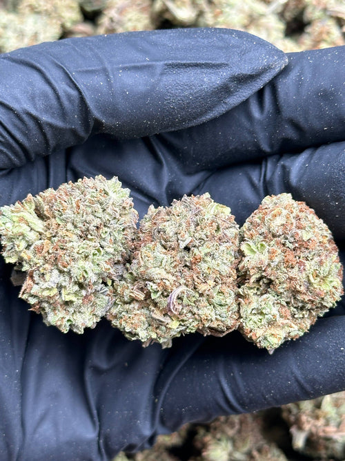 #IND154 - Coconut Cream (Hybrid)