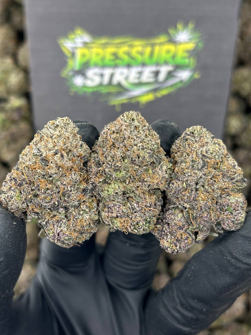#N-CM1177 - Lemon Crush (Hybrid)