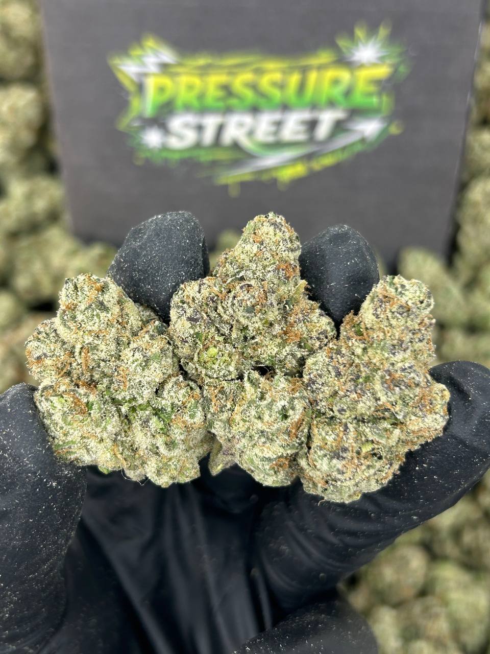 #N-LC103 - Blueberry Muffinz (Hybrid)