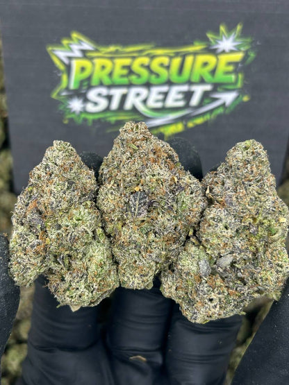 #N-CM1131 - Grape Burst (Indica)