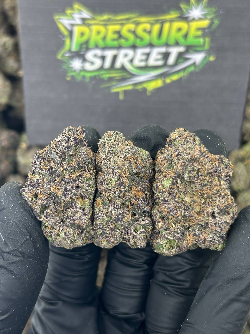 #N-CH342 - Biscotti (Hybrid)