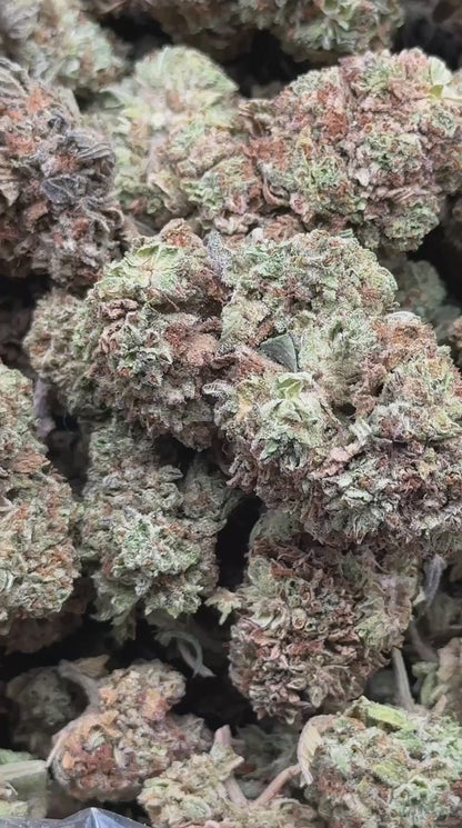 #IND154 - Coconut Cream (Hybrid)
