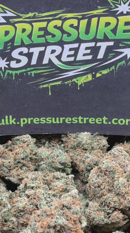 #EX572 - Tropical Punch (Hybrid)