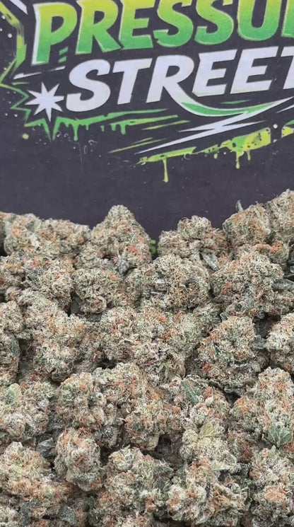 #KAM311 - Sweet Sherbet SM (Hybrid)