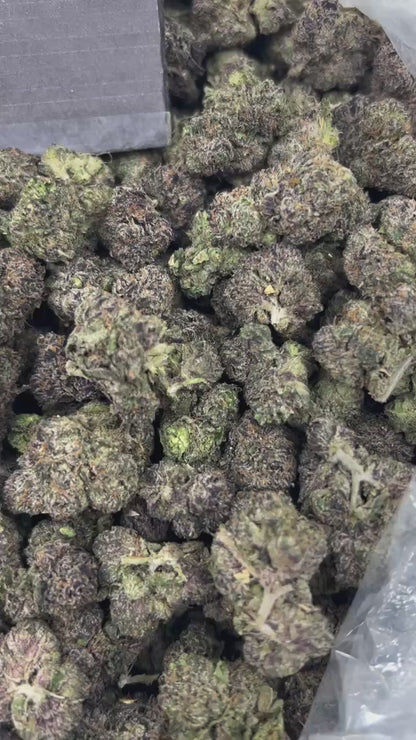 #N-CM1364 - Berry Dream (Hybrid)