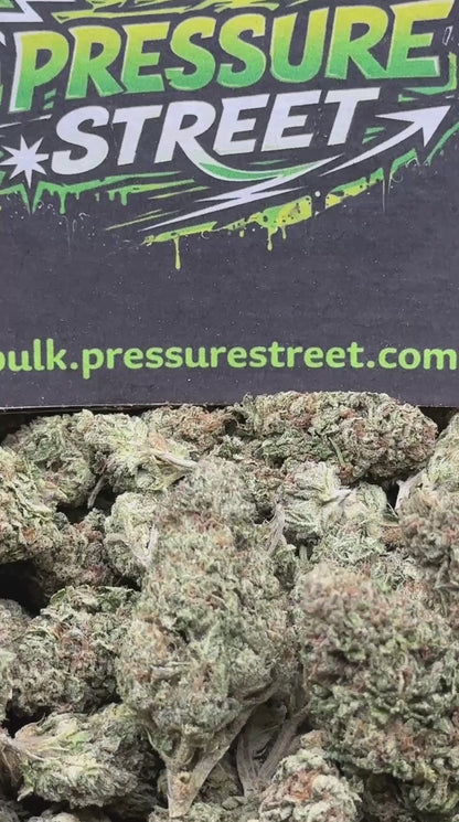 #IND139 - Mango Crush (Hybrid)