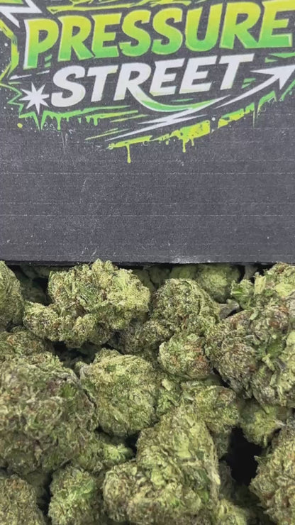 #B-EB020 - Candy Cherries (Hybrid)