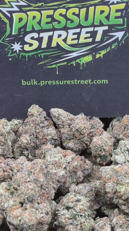 #AI009 - Royal Gelato (Hybrid)