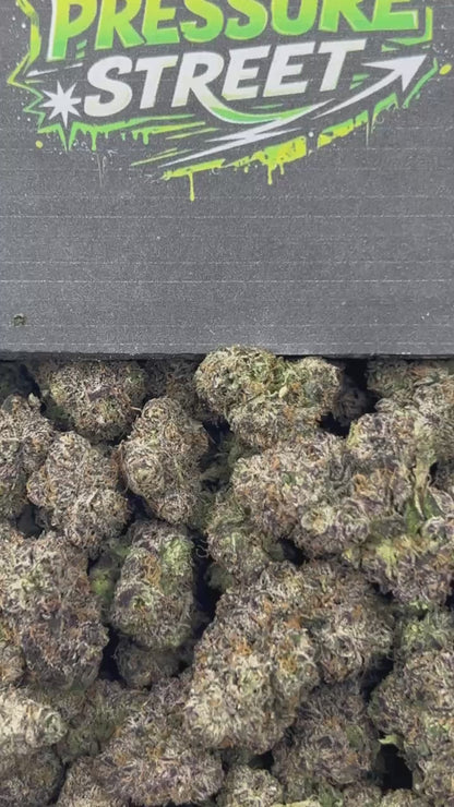 #N-CH342 - Biscotti (Hybrid)