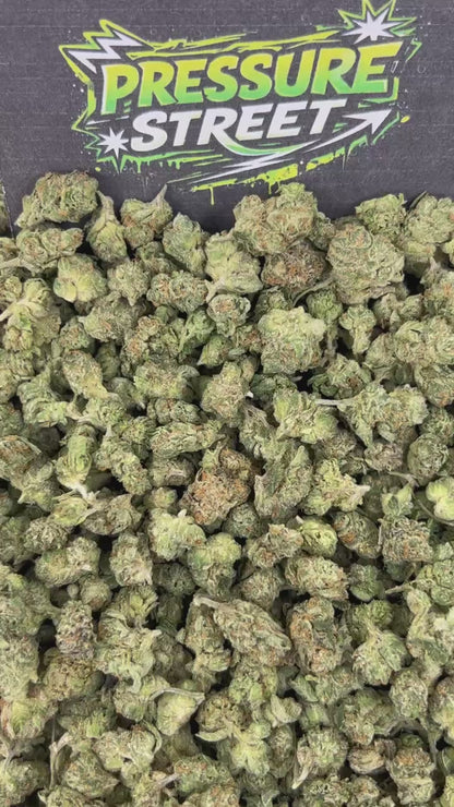 #N-ECS410 - Garden Island Sherbet SM (Hybrid)